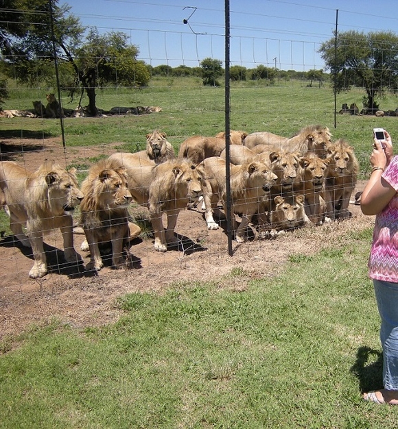 3 Lions standing.jpg